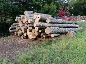 Rundholz Rundholz Esche Brennholz zum selber spalten