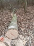 Rundholz Linde Drösing 