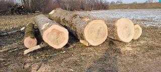 Rundholz Esche Submissionsqualität A