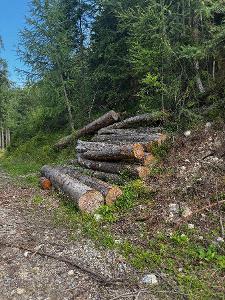 Rundholz Buche