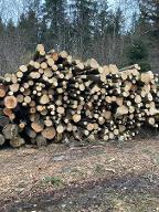 Stehendes Holz Esche, Eiche, Buche St.Peter