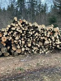 Stehendes Holz Stehendes Holz Esche, Eiche, Buche