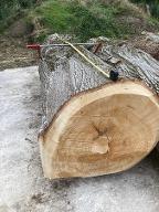 Rundholz Linde