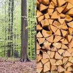 Brennholz Esche, Buche Vöcklabruck