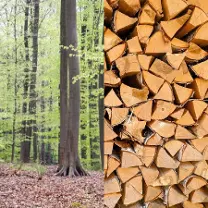 Brennholz Brennholz Esche, Buche