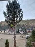 Dienstleistung Albin Schöpf (Baumabtragung/-pflege)