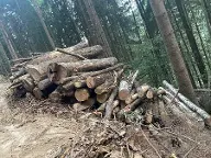 Rundholz Esche Ahorn, Eiche Twimberg