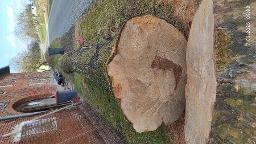 Rundholz Esche Astrein