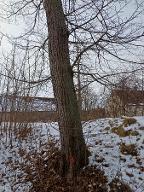 Rundholz Linde Freystadt