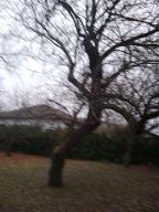 Stehendes Holz Sonstiges Holz Astrein