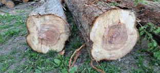 Rundholz Sonstiges Holz Seltenes Chinesisches Rotholz
