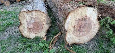 Rundholz Rundholz Sonstiges Holz Seltenes Chinesisches Rotholz
