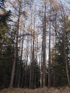 Rundholz Lärche Durchforstungsholz, ideales Stialholz Waidhofen an der Ybbs