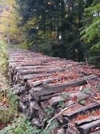 Brennholz Esche, Buche