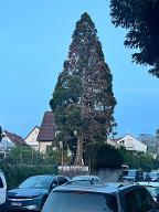 Stehendes Holz Sonstiges Holz Mammutbaum Ludwigsburg