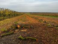 Rundholz Pflaume/Zwetschke