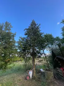 Rundholz Rundholz Sonstiges Holz Thuja-Hauptstamm mit wenigen Ästen, kerzengerade