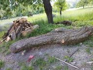 Rundholz Sonstiges Holz Robinie