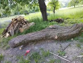 Rundholz Rundholz Sonstiges Holz Robinie