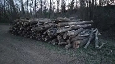 Rundholz Rundholz Esche Akazie ist auch dabei