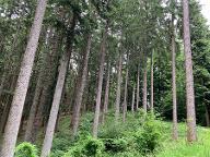 Stehendes Holz Fichte, Weißtanne ab Stock für Bauholz