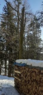 Brennholz Buche