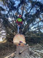 Dienstleistung Forstdienstleistungen Tischler Lukas (Aufforstung, sonstige forstliche Dienstleistung, Holzernte & Rückung, Baumabtragung/-pflege, Jungwaldpflege)