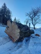 Rundholz Rotbuche Riesengroß