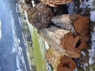 Rundholz Birne Krebs