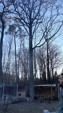 Stehendes Holz Stehendes Holz Eiche