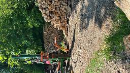 Brennholz Esche
