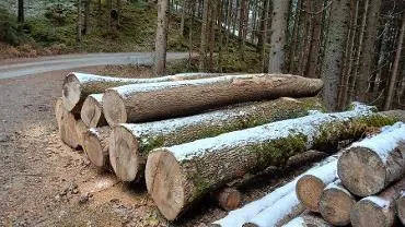 Rundholz Rundholz Esche