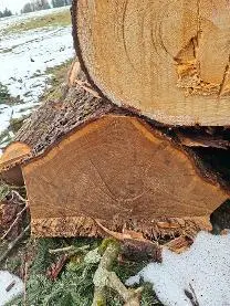 Rundholz Rundholz Eiche