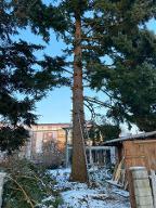 Rundholz Douglasie