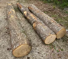 Rundholz Rundholz Esche
