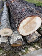 Rundholz Sonstiges Holz Tulpenbaum