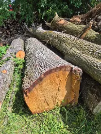 Rundholz Rundholz Eiche Stammbloch astrein und 1 Birnbaum