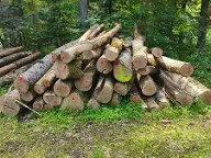 Rundholz Esche Esche, Erle, Buche 52 FM Alfdorf