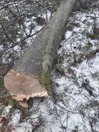 Rundholz Buche Astrein zum aufschneiden Langegg 
