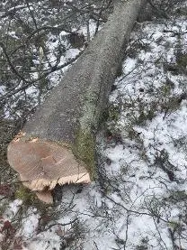Rundholz Rundholz Buche Astrein zum aufschneiden