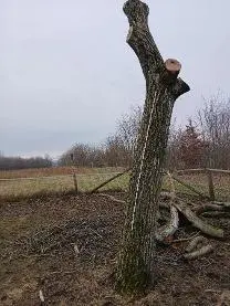 Stehendes Holz Stehendes Holz Nuss