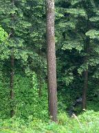Stehendes Holz Esche Astrein