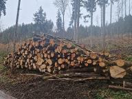 Rundholz Esche Brennholz