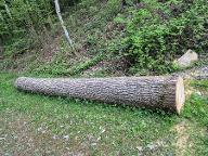 Rundholz Esche Astrein Stallhofen