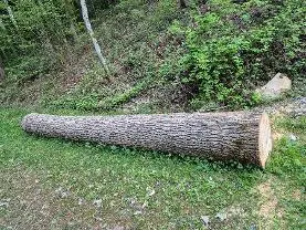 Rundholz Rundholz Esche Astrein
