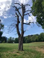 Rundholz Sonstiges Holz Dellach im Drautal