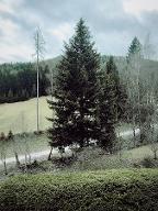 Stehendes Holz Tanne Tragöß