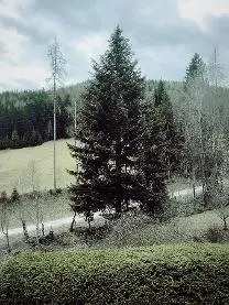 Stehendes Holz Stehendes Holz Tanne
