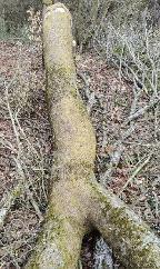 Rundholz Eiche Sinntal