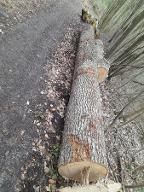 Rundholz Esche astrein Steyr